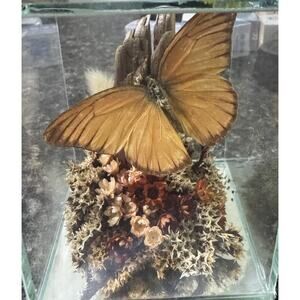Vintage Real Butterfly Glass Cube Curio Simcox Pierridae Michigan 48847